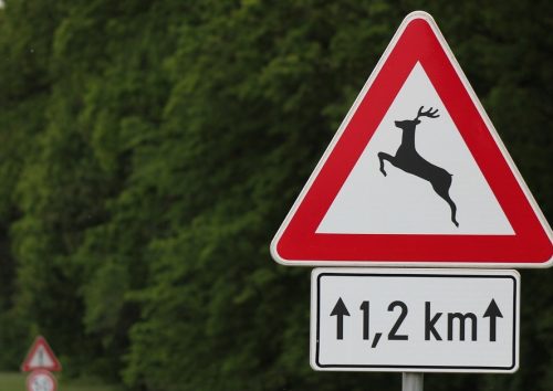 risarcimento-incidente-animale-selvatico