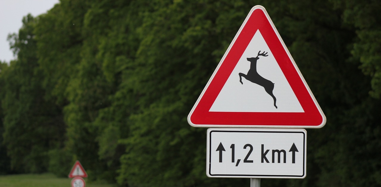 risarcimento-incidente-animale-selvatico