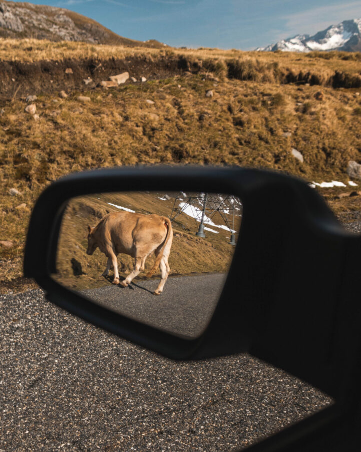 cow-crossing-road-reflected-in-car-side-mirror-2026-03-13-04-15-31-utc