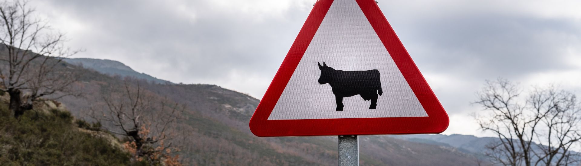 incidente causato da un animale_come ottenere il risarcimento